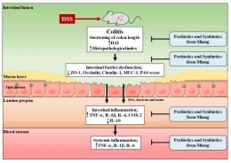 Gambar 3  Ilustrasi efek perlindungan dari probiotik dan sinbiotik dalam memperbaiki peradangan usus  pada mencit (Kangwan et al. 2020).