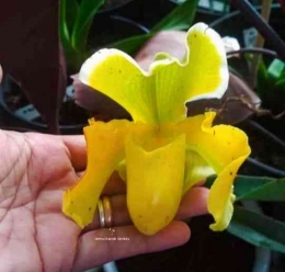 Paphio Goleden Acre x Helladero/Dok Ummu Danish Orchids