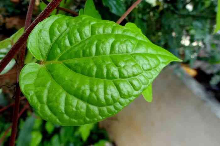 Ilustrasi daun sirih pengusir bau badan (sumber:tokopedia.com)