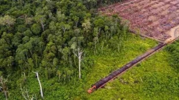 Deforestasi pada Ekosistem Hutan di Leuser (Photo by Paul Hilton for Rainforest Action Network/Leonardo DiCaprio Foundation) 