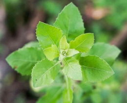 Daun Beluntas (pluchea indica) | aido.id