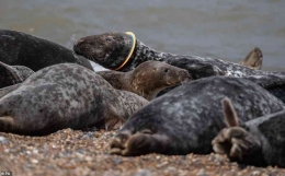 Anjing laut yang terjerat sampah plastik lautan. ©Alamy