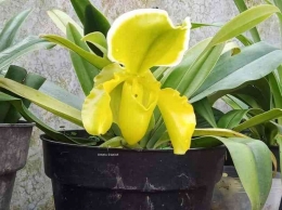 Paphio Golden Acre x Helladero/Dok Ummu Danish Orchids