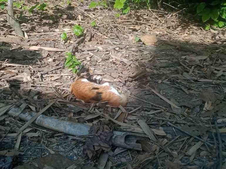 Kucing bisa dengan pendengaran dan penciuman tajam bisa menjaga ayam dari predator. | Dokumen pribadi.