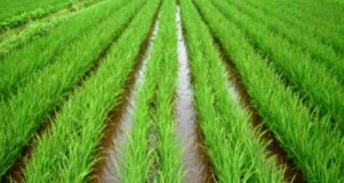 Penanaman padi menggunakan sistem jajar legowo (Foto pertanian.go.id)