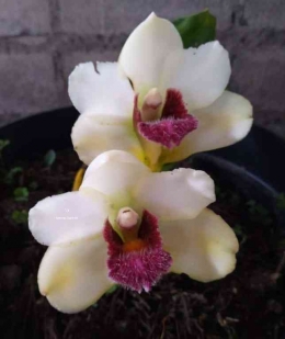 Bifrenaria harrisoniae by Ummu Danish Orchids
