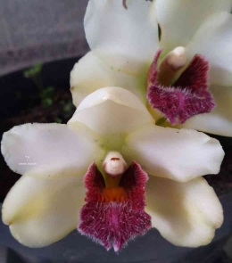 Bifrenaria harrisoiae by Ummu Danish Orchids