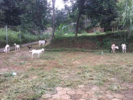 Kambing di Arjuna Boothcamp: Dokpri