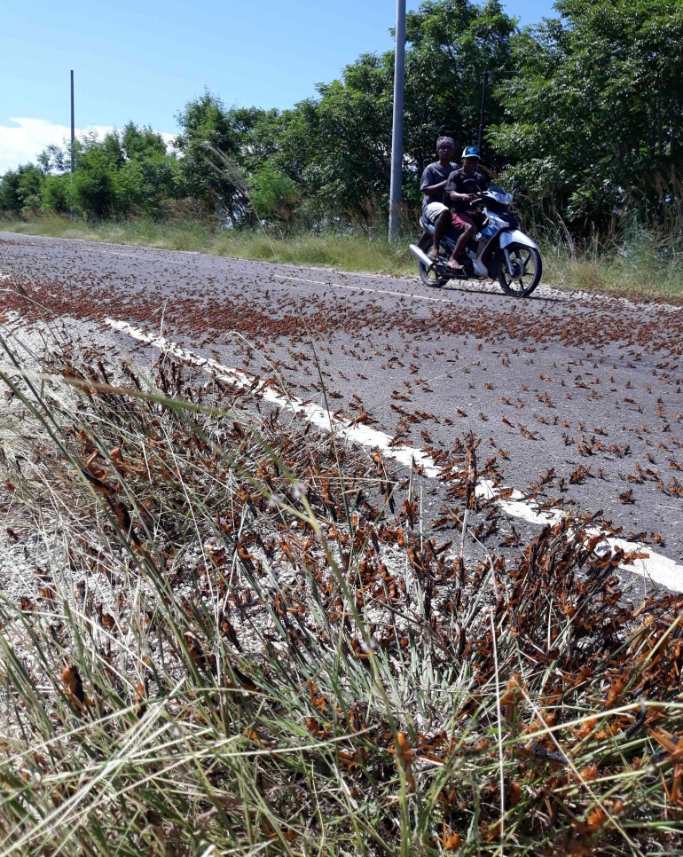 Puluhan ribu anak belalang kumbara tampak menyebar di jalan antara Waingapu-Melolo, Sumba (Foto:Lex) 