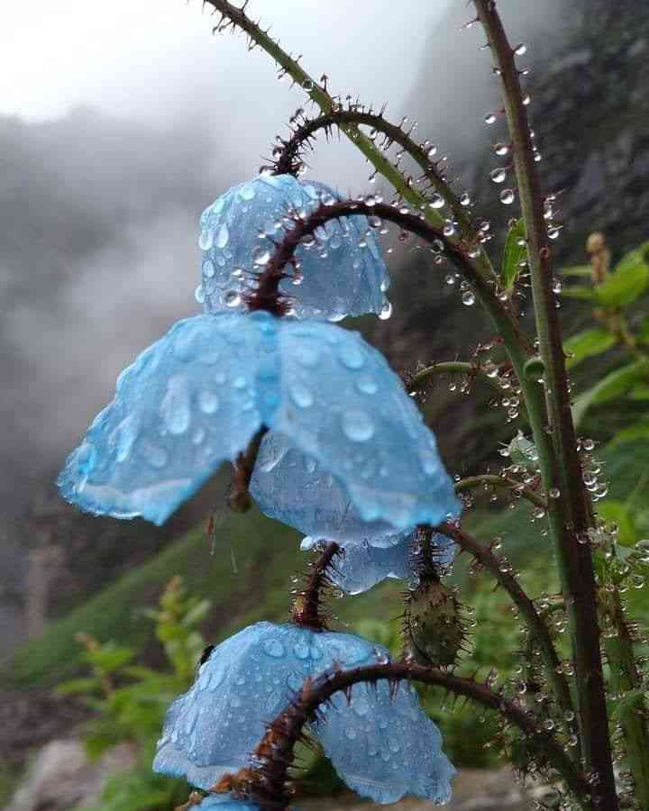 Himayan blue poppies in the rain, India | Ilustration | Photo : Manoj Kinger - Pinterest