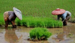 Menanam padi sawah di Cianjur sebagai upaya berkontribusi terhadap swasembada beras (dok foto: Tempo/Gunawan Wicaksono)