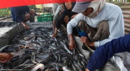 Budidaya ikan yang diusahakan dengan tujuan bisnis (dok foto: dataindonesia.id)
