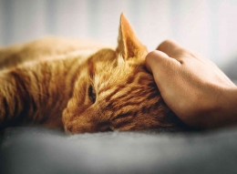 Kucing setelah keguguran kadang mengalami stres. (Sumber: Alexander Andrews/Unsplash)