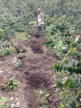 Lubang untuk pupuk organik. Zaini Wen, pakar kopi Gayo membuat lubang untuk pupuk organik sampah rumah tangga di lahan kopi. Foto koleksi pribadi. Wrb