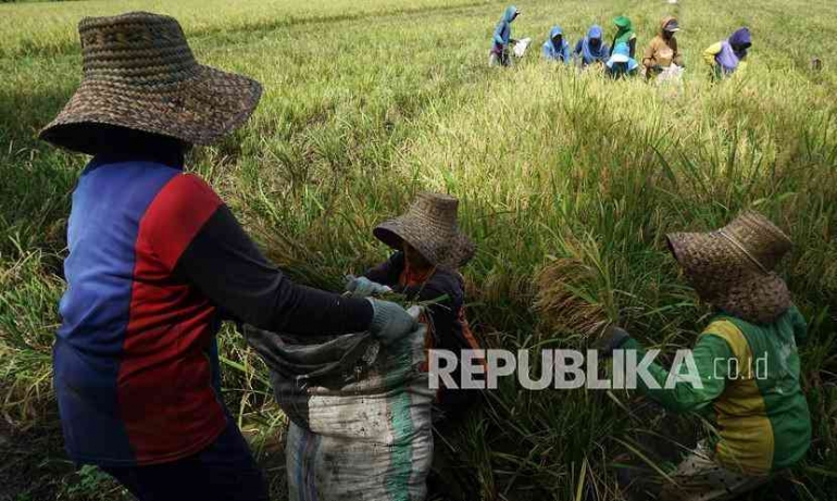 Sejumlah petani Paguyuban Petani Al Barokah memanen padi organik. Sumber: Antara/Akbar Tado 