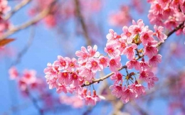 ilustrasi bunga sakura (Sumber: wallpaperbetter.com)