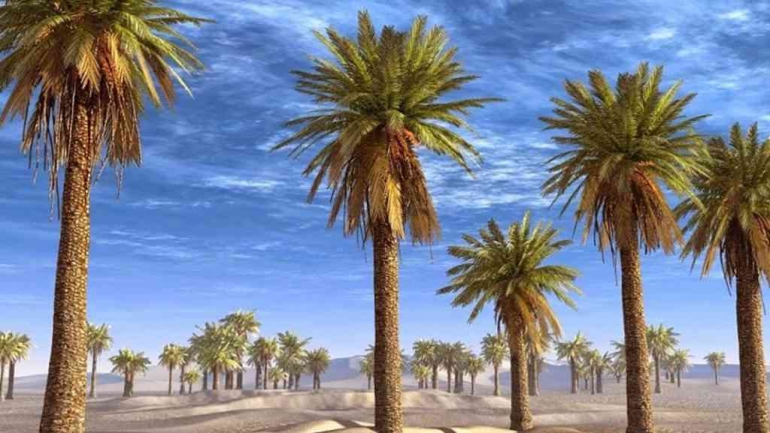 ilustrasi gambar by www.kanalaceh.com. Jumat, 02/12/2022. Sebuah ladang pohon kurma digurun pasir