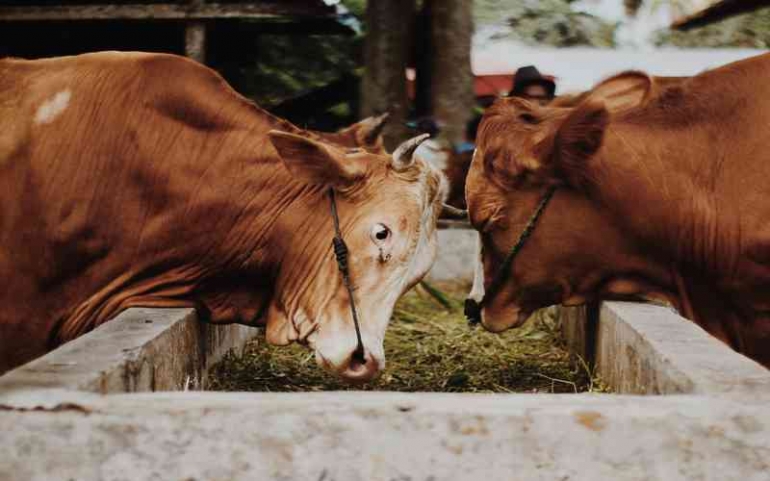 Budidaya Sapi Menggunakan Teknologi Internet of Things Halaman 1 ...
