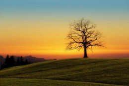 Pohon tua yang kering dan matahari terbit. Sumber: Pexels / Johannes Plenio