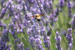 Lavender Field Sumber: Pexel / Photo by Norja Vanderelst 