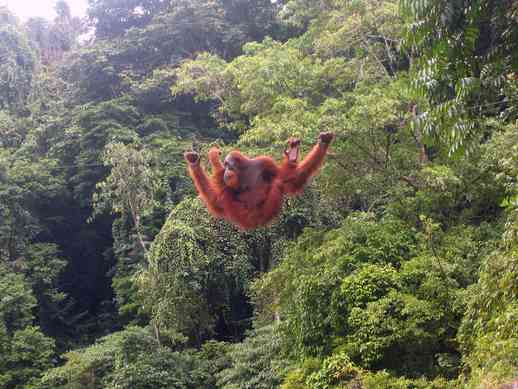 taman-nasional-gunung-leuser-638e53ae08a8b561b6162cc2.png