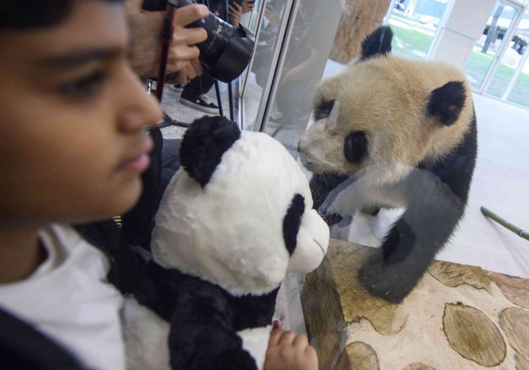 Dua panda raksasa China 