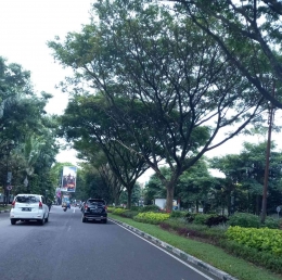 Pohon-pohon tua nan rindang di Jln Veteran, Malang. Foto : Parlin Pakpahan.