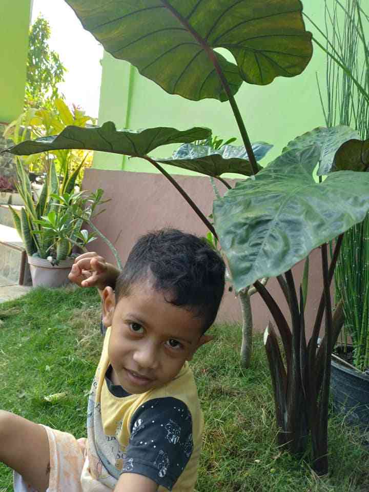 Anak-anak dapat bermain di bawah naungan keladi hias hitam yang daunnya lebar (Dokumentasi pribadi)