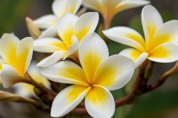 Ilustrasi bunga kemboja atau frangipani.| Pixabay/Bhikku Amithavia Kompas.com