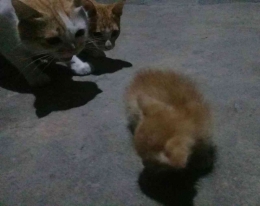 Kumpul: si Mimin yang berlagak sok keras di depan Baby Catty,  namun terlihat si Momon membisikkan suatu ketenangan. | Foto: Dokumentasi Pribadi