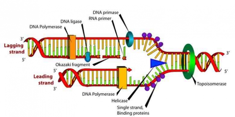 https://www.kompas.com/skola/read/2022/07/05/140000069/enzim-yang-terlibat-dalam-replikasi-dna?page=all
