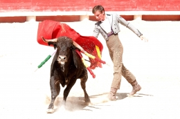 ilustrasi: matador. (Sumber: pixabay.com/ patrick gantz)