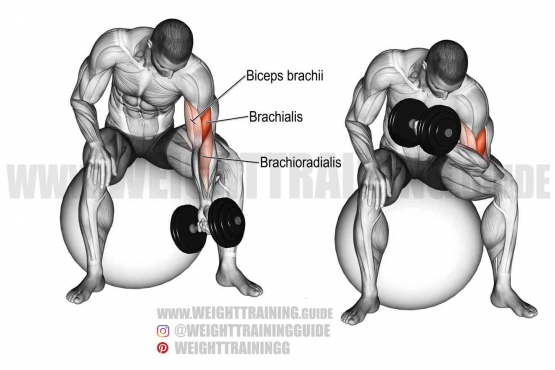 https://weighttraining.guide/exercises/dumbbell-concentration-curl-on-a-stability-ball/