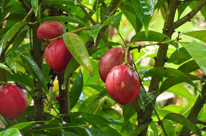 Buah Simalakama, Dimakan Ibu Mati Tak Dimakan Ayah Mati Halaman 1 ...