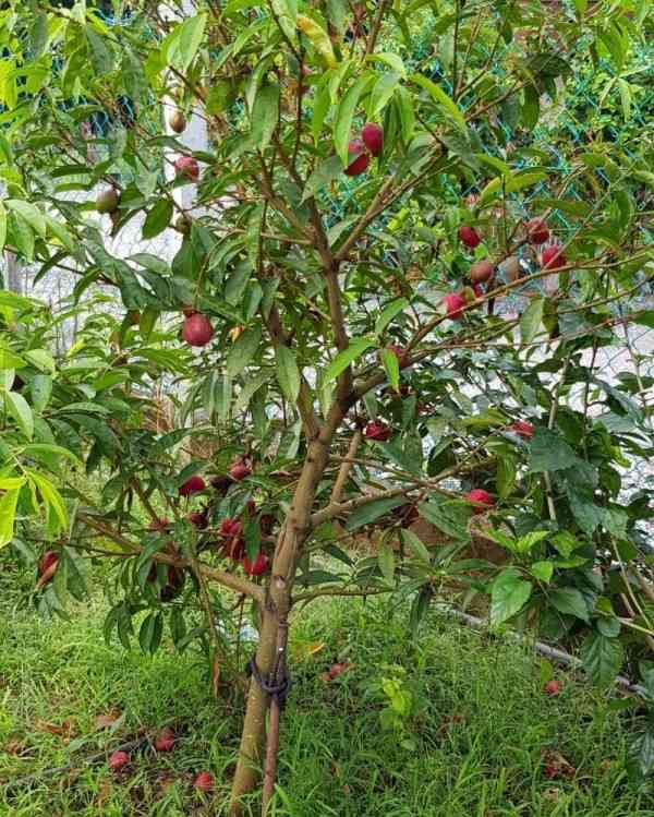 Tanaman lengkap Buah Mahkota Dewa (dok foto: popmama.com)