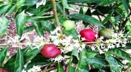 Daun, bunga, buah muda dan buah masak Mahkota Dewa (dok foto: pemkomedan.go.id)