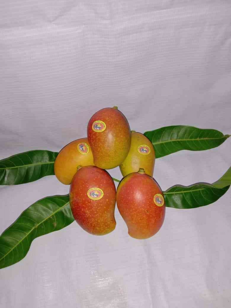 Mangga Agrigardina 45, buah lokal berpenpilan ekspor. Sumber Dokumen Pribadi