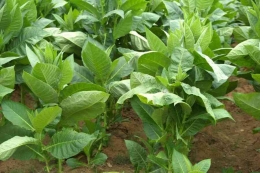 tanaman tembakau (Nicotiana tabacum)