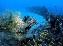 (Foto: Instagram/thegray61) diakses melalui https://review.bukalapak.com/travel/spot-diving-terbaik-di-raja-ampat-papua-109426#1-cross-wreck