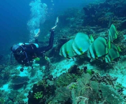 (Foto: Instagram/zitroni_vroni) diakses melalui https://review.bukalapak.com/travel/spot-diving-terbaik-di-raja-ampat-papua-109426#1-cross-wreck