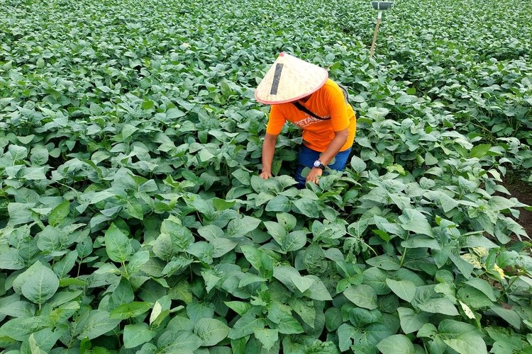 Maryadi (37) sedang memeriksa tanaman edamame di lahannya, Jumat (18/11/2022).(KOMPAS.com/ Bambang P. Jatmiko)