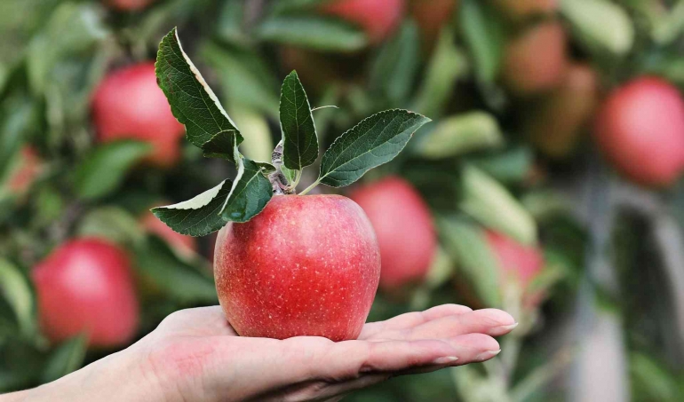 Apel, salah satu buah yang menyehatkan, termasuk kulitnya. (Sumber: NoName_13/Pixabay)