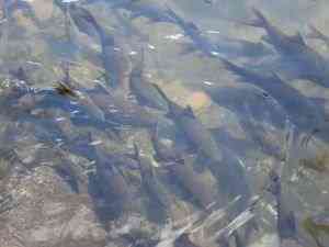 Ikan Lubuk Landur : wordPress.com