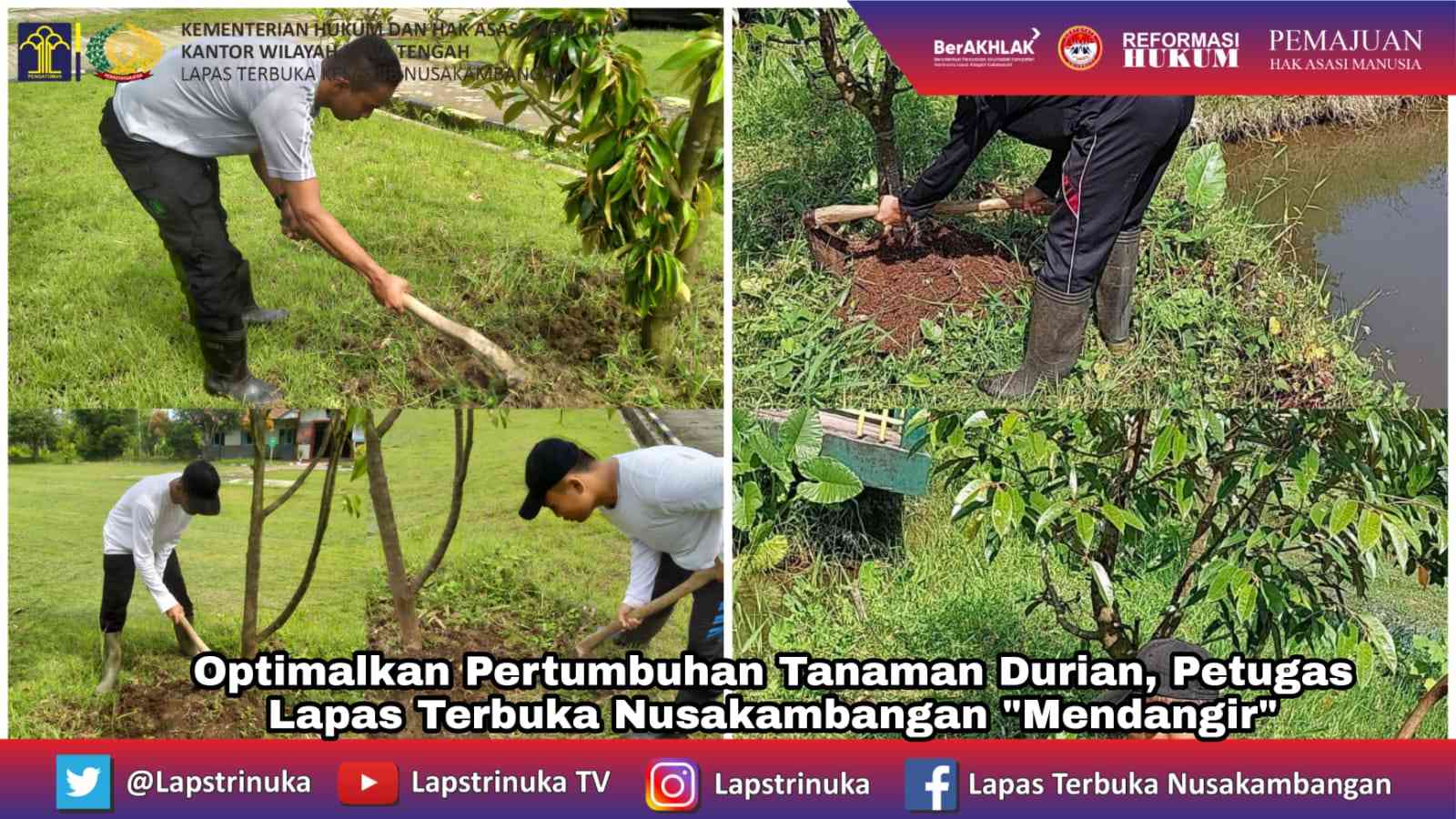 Optimalkan Pertumbuhan Tanaman Durian, Petugas Lapas Terbuka ...