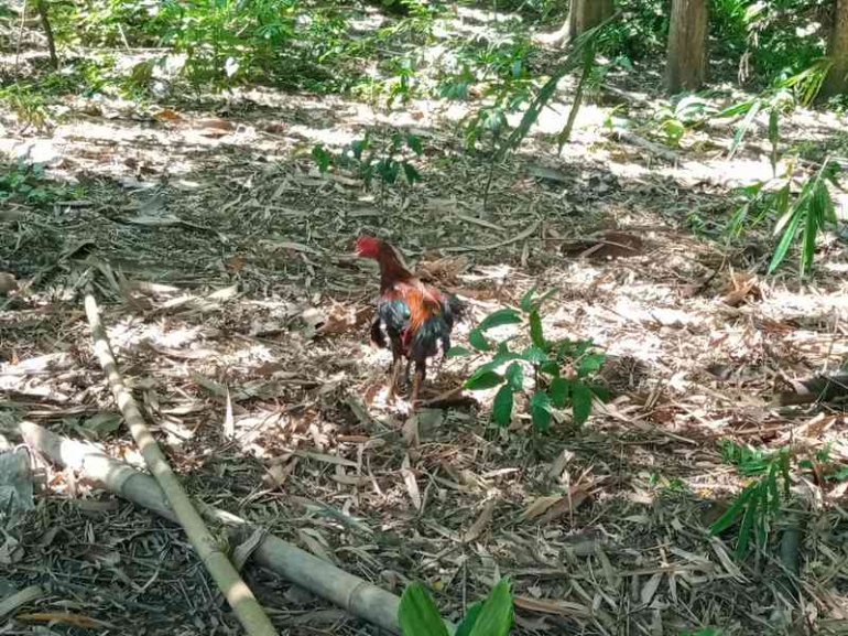 Si Merah sudah lari. | Dokumen pribadi