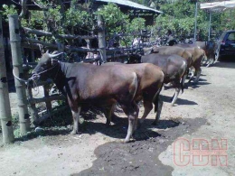 Penggemukan sapi potong pejantan di NTT  dengan sistem paronisasi (dok foto: cendanews.com)