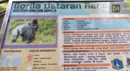 Plang yang memuat keterangan tentang Primata jenis Gorila Dataran Rendah (Dok. Martha Weda) 