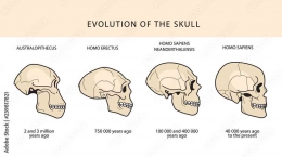 Gambar 3. Evolusi Tengkorak Manusia Purba. Sumber: https://sains.kompas.com/