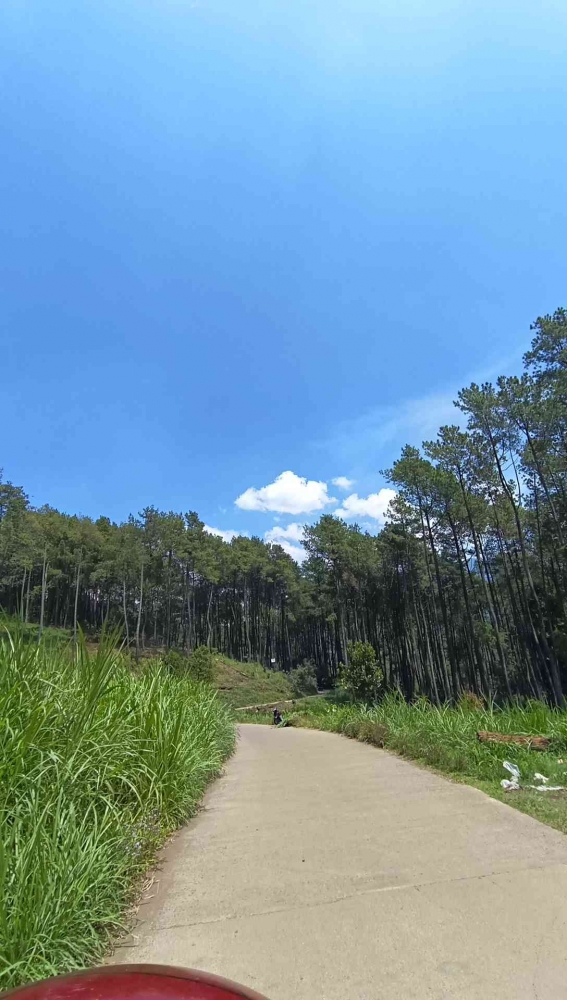 Hutan Pinus via: dok pribadi