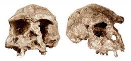 Gambar 1. Fosil Pithecanthropus VIII atau Sangiran 17. Sumber: www.athenapub.com